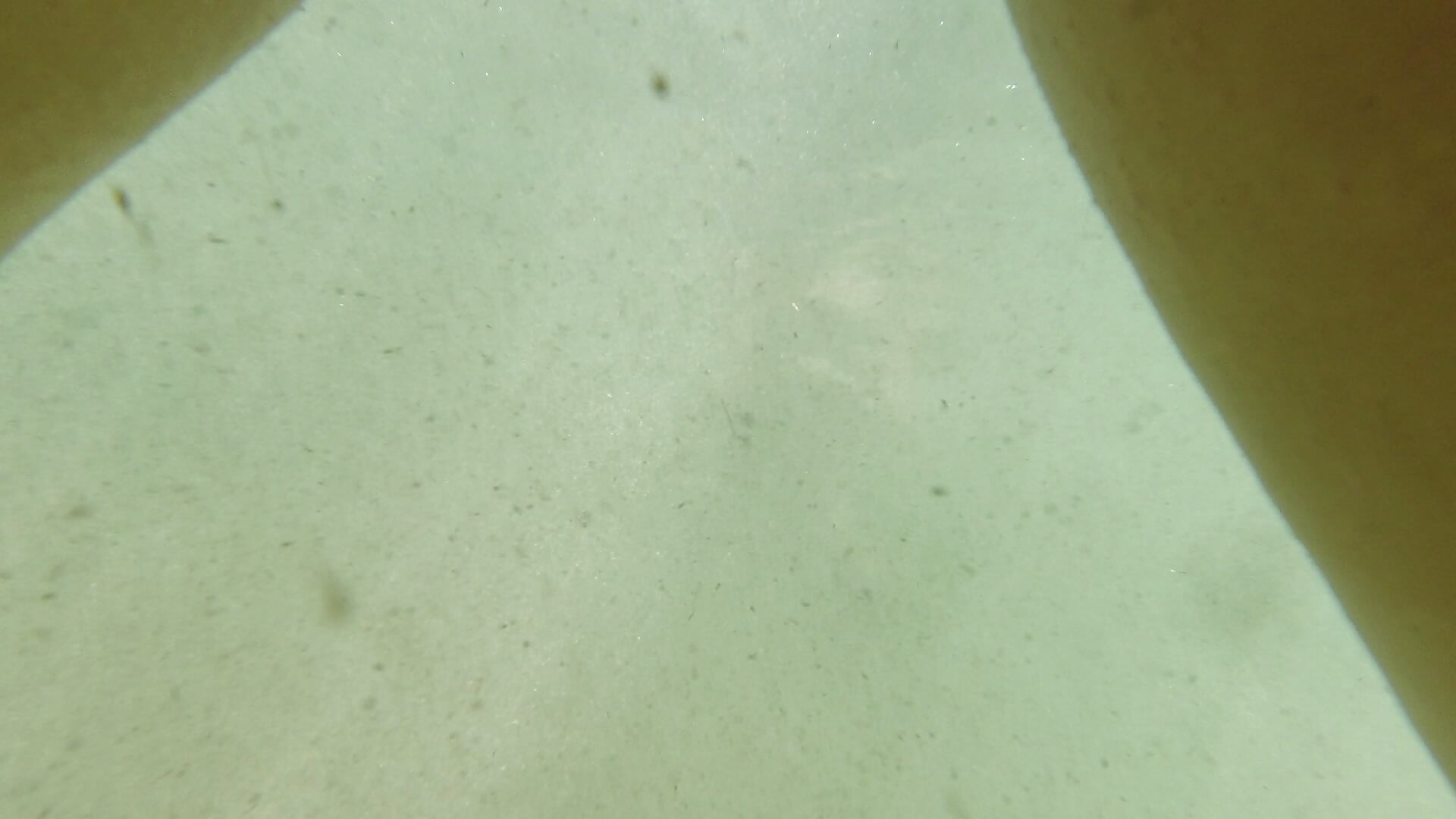 org_video_6619171_1627815762000 - video oleh model kamera AddaEddy