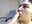 blow job - clip cu ammarahot7777