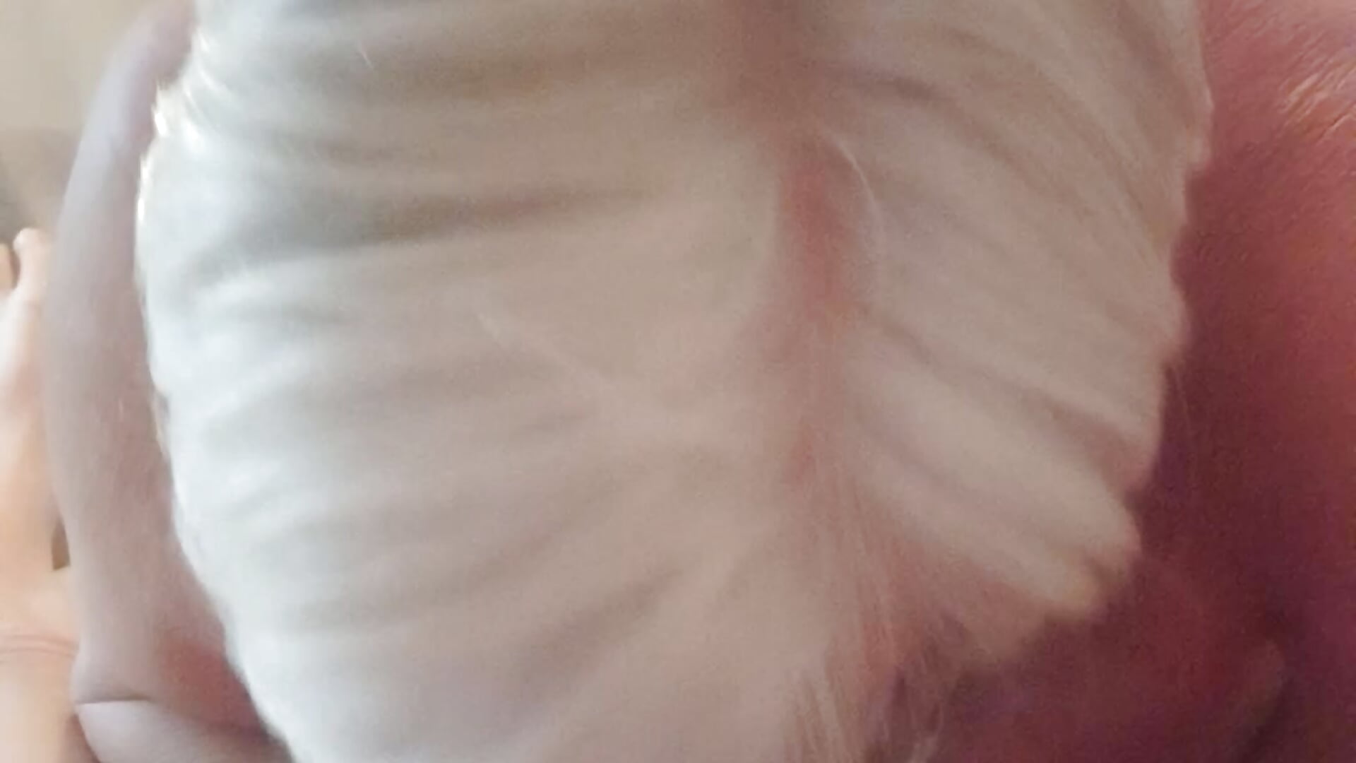Titty wank - video by suesinner cam model